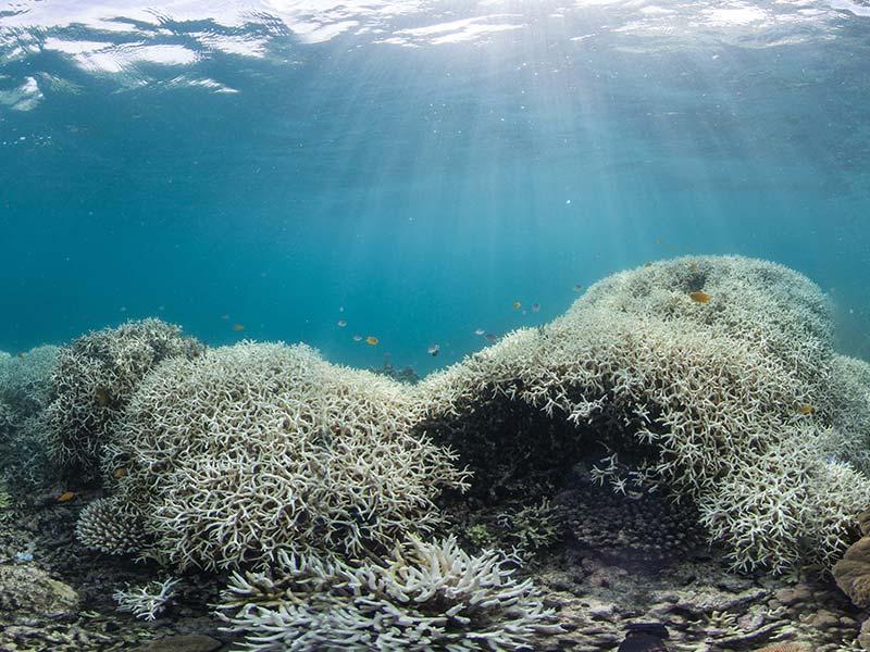 Bleached coral in the Great Barrier Reef